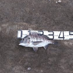 1/12釣果チヌ6枚グレタチウオメバルサバ中アジ豆アジボラ