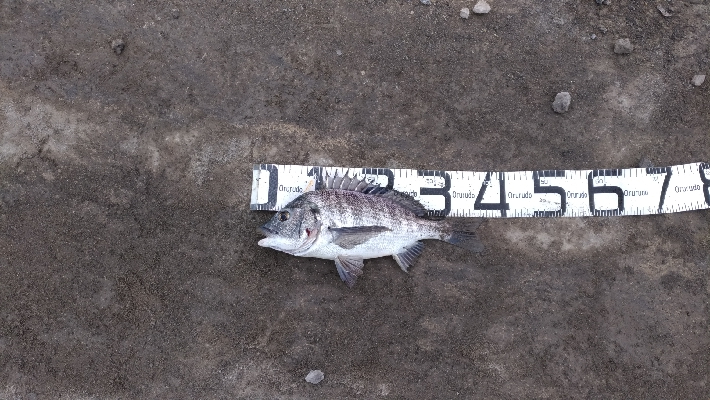 1/12釣果チヌ6枚グレタチウオメバルサバ中アジ豆アジボラ