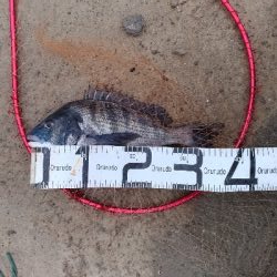 1/26釣果チヌ19枚グレ1枚