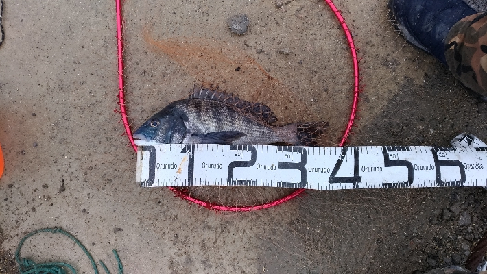 1/26釣果チヌ19枚グレ1枚