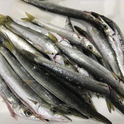 カマス今だ好調