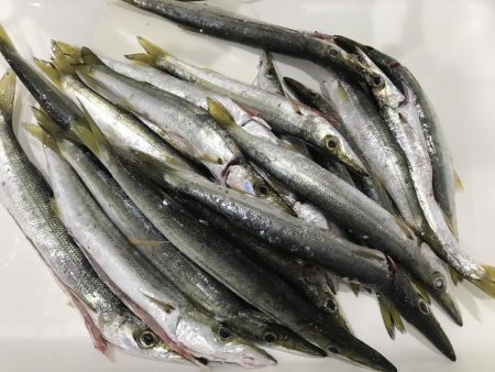 カマス今だ好調