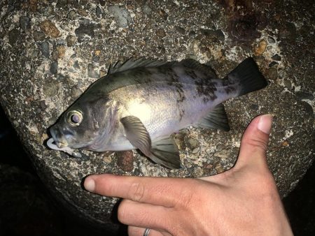 仕事終わりのメバリング