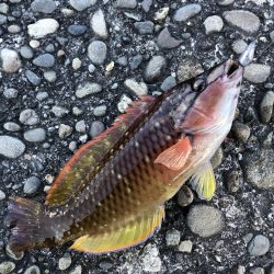 小物しな釣れない