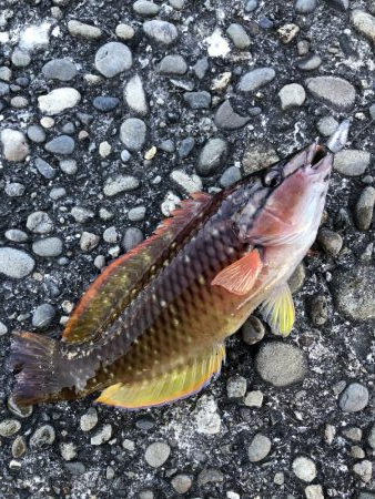 小物しな釣れない