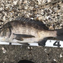 イチノ兄弟、釣果！