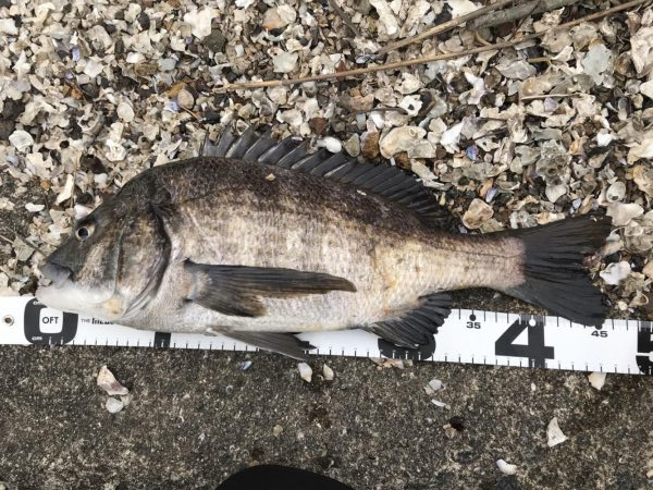 イチノ兄弟、釣果！