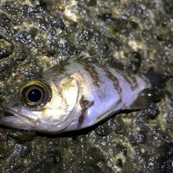 強風メバリング