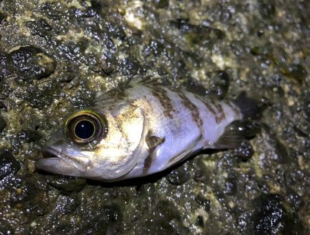 強風メバリング