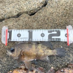 今年初フィッシュ!