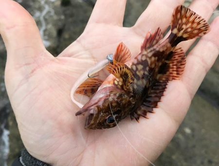 メバリング失敗の果てに、個人的に嬉しい外道…