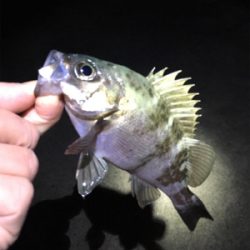 明石でライトゲーム