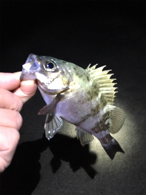 明石でライトゲーム