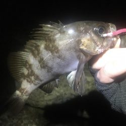 今週末また連日淡路島!2日目