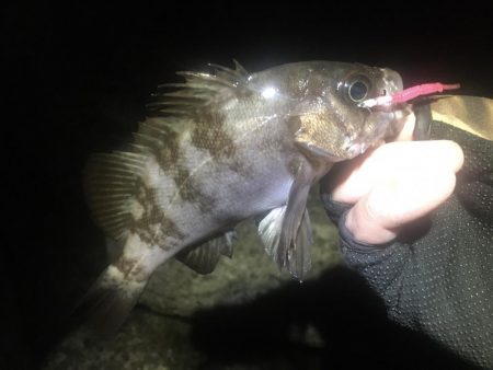 今週末また連日淡路島!2日目