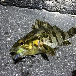 漁港内マイクロフィッシング