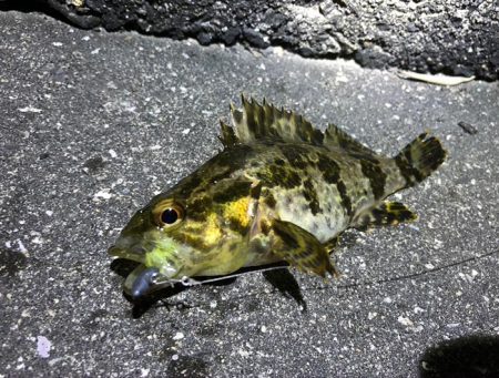 漁港内マイクロフィッシング