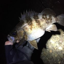 トップ メバリング