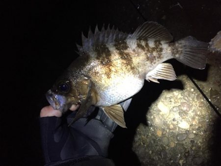 トップ メバリング