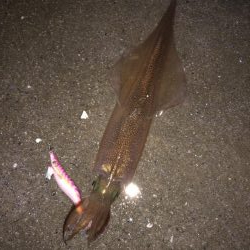 やっとヤリ開幕！