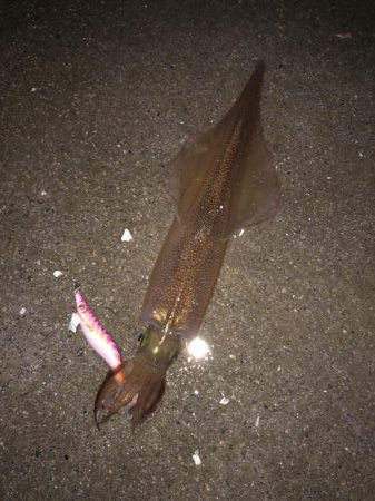 やっとヤリ開幕!