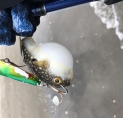 チビヒラメと仲間たち