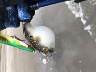 チビヒラメと仲間たち