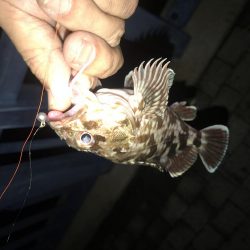 メバル が・・・