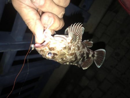 メバル が・・・