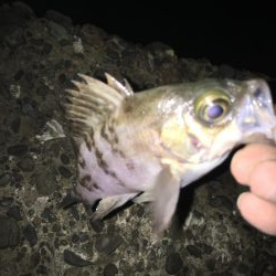 巻き起こせタ・カ・チfordream