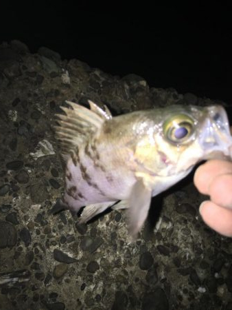 巻き起こせタ・カ・チfordream