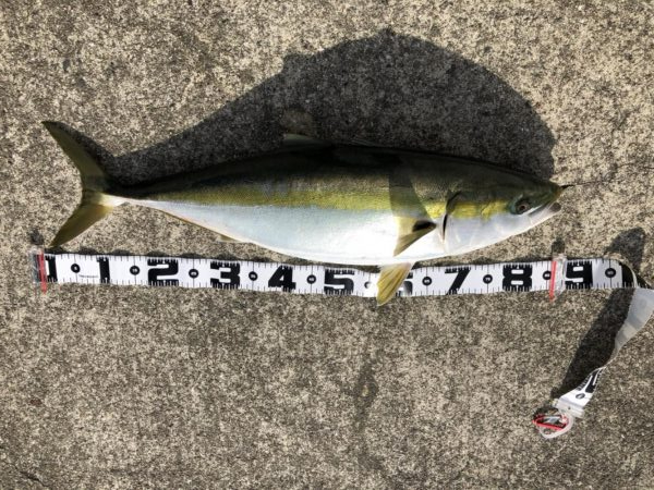 続、マルマル鰤