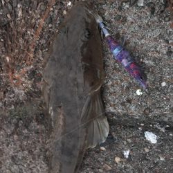 コウイカ&まさかのマゴチ