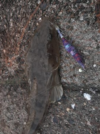 コウイカ&まさかのマゴチ