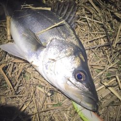 淡水域シーバスを求めて