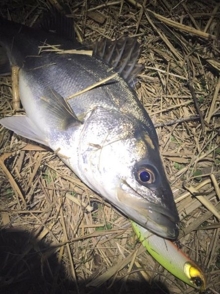 淡水域シーバスを求めて