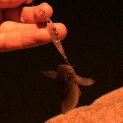 プラグでメバル