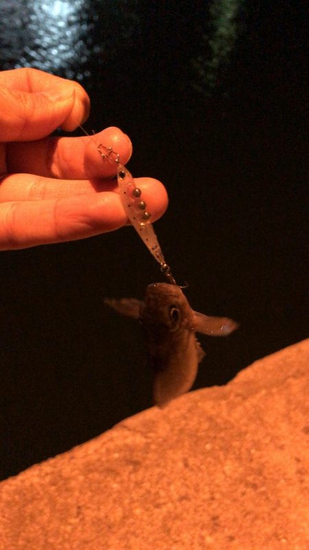 プラグでメバル