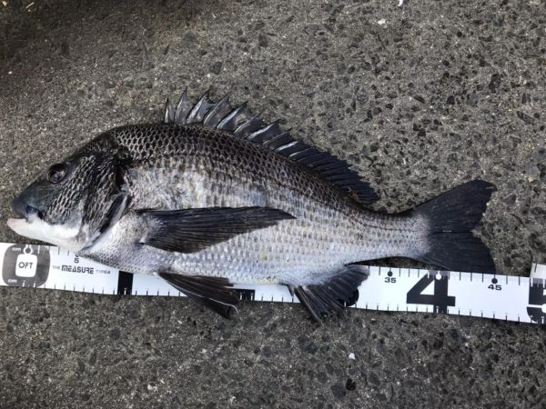 イチノ兄弟、釣果！