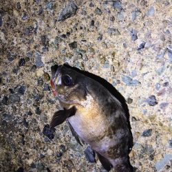 日本海単独遠征