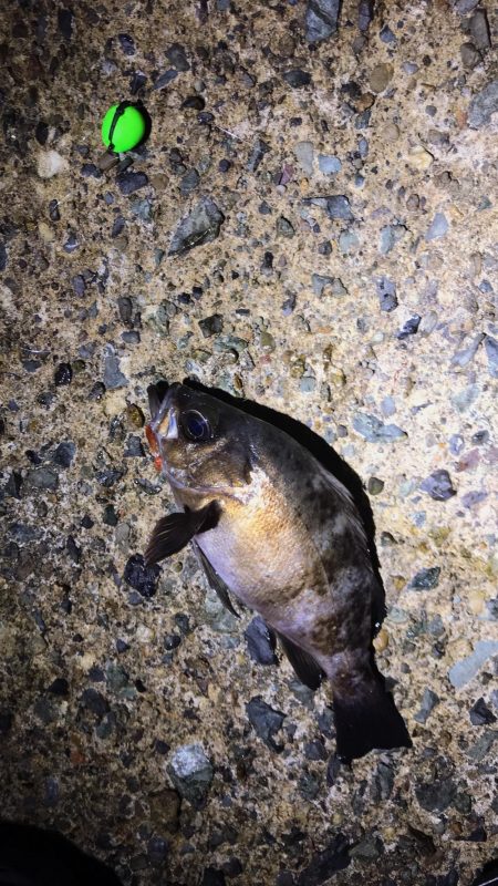 日本海単独遠征