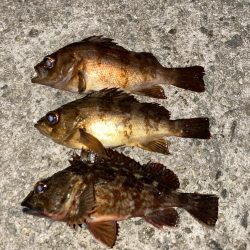 極上メバリング