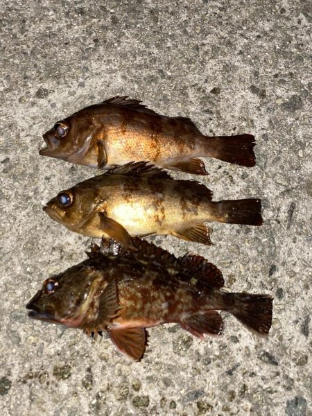 極上メバリング