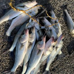 大荒れ後の荒喰い