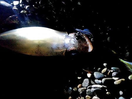 大きくなってきましたね(^^)