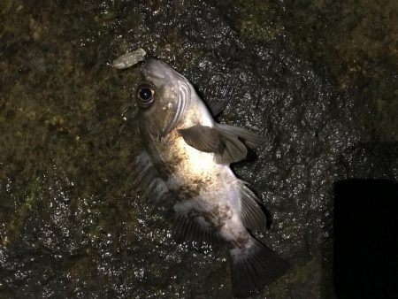 渋すぎメバリング