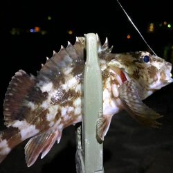 水質が綺麗すぎて、魚がいなそう・・