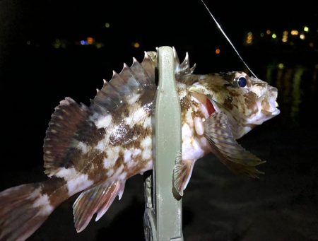 水質が綺麗すぎて、魚がいなそう・・