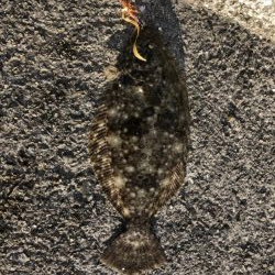 ショアタイラバ