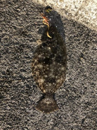 ショアタイラバ